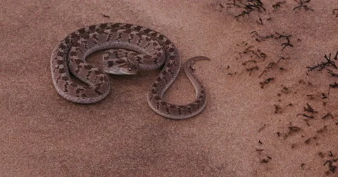 4K egg eating snake in defensive posture and striking at camera Vídeo Stock 64695066
