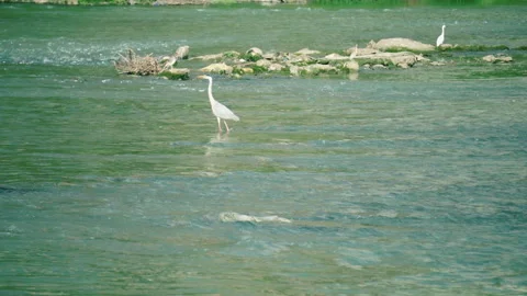 4K Egret in River Feeding and Wading Nature Footage Stock Footage 321052010