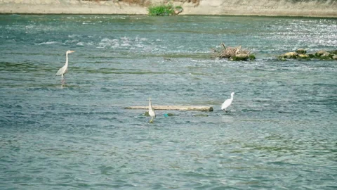4K Egret in River Feeding and Wading Nature Footage Stock Footage 321052754