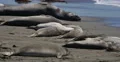 4K Elephant Seals 02 San Piedras Blancas rookery Simeon California 4k or 4k+ Resolution