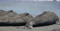 4K Elephant Seals 03 San Piedras Blancas rookery Simeon California 4k or 4k+ Resolution