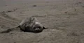4K Elephant Seals 08 San Piedras Blancas rookery Simeon California 4k or 4k+ Resolution