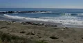 4K Elephant Seals 10 San Piedras Blancas rookery Simeon California 4k or 4k+ Resolution
