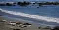 4K Elephant Seals 17 San Piedras Blancas rookery Simeon California 4k or 4k+ Resolution