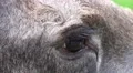 4k Elk - Moose close up with fascial expression 4k or 4k+ Resolution