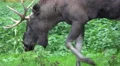 4k Elk - Moose close up urban forest grassland 4k or 4k+ Resolution