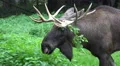 4k Elk - Moose close up urban forest grassland 4k or 4k+ Resolution