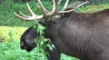 4k Elk - Moose close up urban forest grassland 4k or 4k+ Resolution