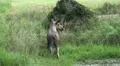 4k Elk - Moose walking and eating in moory grassland pond 4k or 4k+ Resolution