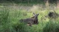 4k Elk - Moose with young baby calf resting in grassland 4k or 4k+ Resolution