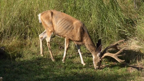 4K Emaciated Sick Buck with CWD that died 4 days later Stock Footage 119080790