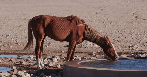 4K emaciated wild horse drinking at a waterhole Stock-Footage 64698265