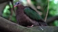 4k Emerald Dove bird sitting close up on tree branch 4k or 4k+ Resolution