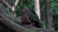 4k Emerald Dove bird sitting close up on tree branch 4k or 4k+ Resolution