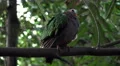 4k Emerald dove pigeon sitting close up jungle habitat branch 4k or 4k+ Resolution