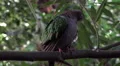4k Emerald dove pigeon sitting close up jungle habitat branch 4k or 4k+ Resolution