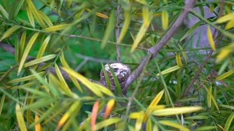 4K empty hummingbird nest on a tree branch Видео 91516368