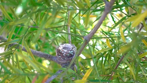 4K empty hummingbird nest on a tree branch Stock Footage 91519414