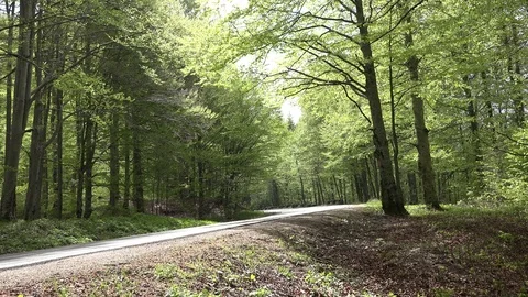 4K Empty mountain road in green forest springtime day peaceful sunlight bright Stock Footage 80068454