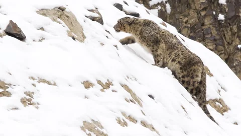 4K Endangered Species – Snow Leopard in High-Altitude Mountains of Pakistan 動画素材 320496076