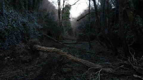 4k epic aerial over vine covered tree in a dark mysterious forest in Ireland Video stock 89309054