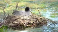 4k Eurasian coot bird sitting in nest on algae pond 4k or 4k+ Resolution