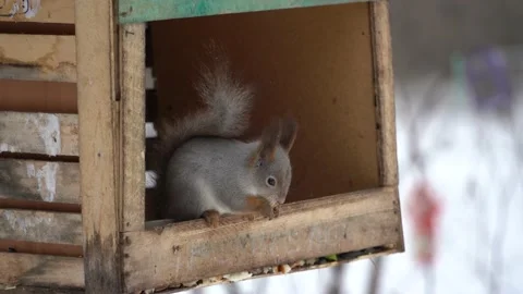 4K. Eurasian red squirrel eats a nut sitting in a feeder in the winter forest. Stock Footage 146110658