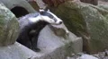 4k European badger looking carefully out of stoney hole between rocks 4k or 4k+ Resolution