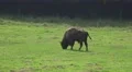 4k European Bison eating grass on a forest grassland 4k or 4k+ Resolution