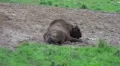 4k European Bison on a forest grassland in autumn season day 4k or 4k+ Resolution