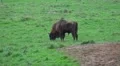4k European Bison on a forest grassland in autumn season day 4k or 4k+ Resolution