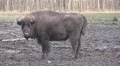 4k European Bison moving on muddy ground in cold season day 4k or 4k+ Resolution