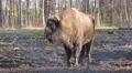 4k European Bison standing frontal on muddy ground in cold season day 4k or 4k+ Resolution