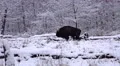 4k European Bison in white snow winter landscape 4k or 4k+ Resolution