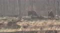 4k European Bisons eating in forest grassland cold season day 4k or 4k+ Resolution