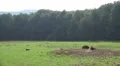 4k European Bisons relaxing on grassland sand hill 4k or 4k+ Resolution