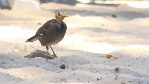 4K Exotic bird on Phuket sandy beach tropical Common Myna Acridotheres Tristis Stock Photos