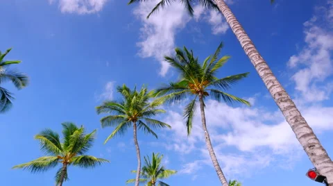 4K Exotic Palm Trees and Blue Sky, White Clouds Stock Footage 64582580