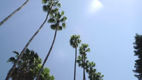 4K EXT DAY palm trees with a blue sky Beverly Hills 動画素材 73803611