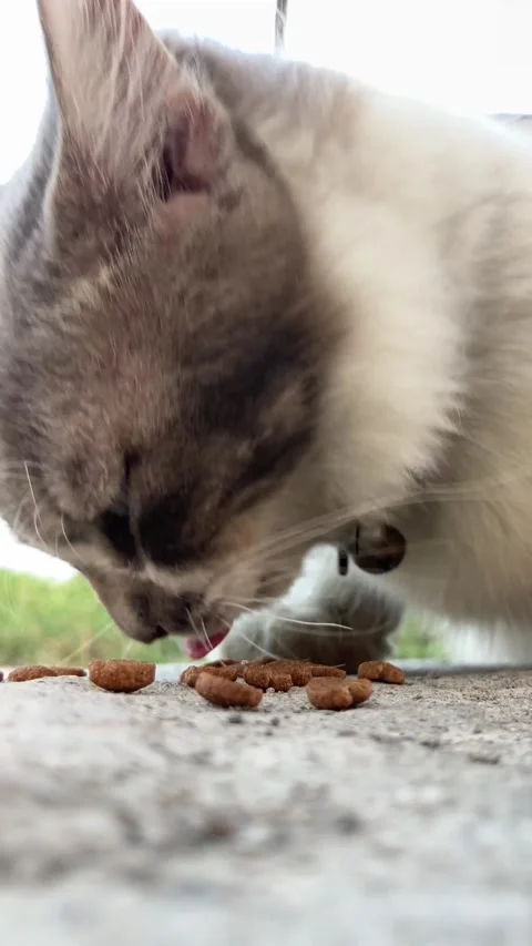 4K Extreme Close Up Cat Eating Catfood Stock Footage 337473937