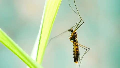4K Extreme close up macro view of a giant mosquito in action landing on a lea Stock Footage 129059630