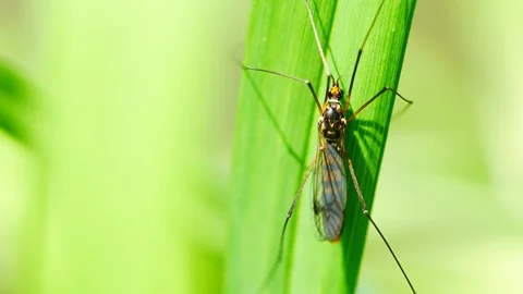 4K Extreme close up macro view of a Giant Mosquito called Craneflies with lon Stock Footage 129059635