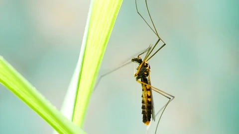 4K Extreme close up macro view of a giant mosquito in action hanging Stock Footage 129396668