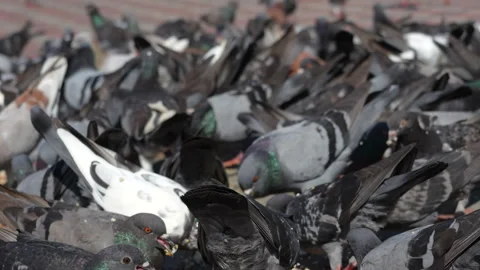 4K extreme close up slow motion of a pigeon with crumbs on its beak 스톡 동영상 337086607
