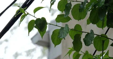 4K EXTREME CLOSE UP OF TREE LEAVES OUTSIDE IN THE RAIN Stock Footage 131127308