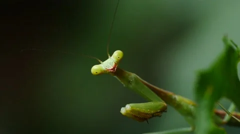 4K Extreme closeup of praying mantis. Vídeo Stock 65288238