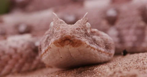 4K face on view of horned adder flicking its tongue Stock Footage 64696107