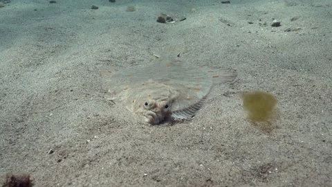 4K facing a European Plaice (Pleuronectes platessa) on the seafloor, Wales Видео 188546284