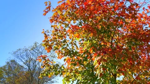 4K Fall Red and Yellow Maple Leafs Tree, Fall Background Season Forest Beauty Stock Footage 83349053