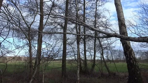 4k Fallen tree after storm in nature reserve marshland Stock Footage 48846328